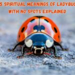 15 Spiritual Meanings of Ladybug With No Spots Explained