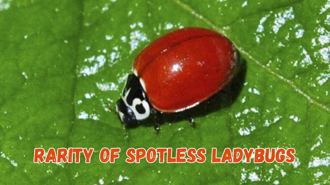 Rarity of Spotless Ladybugs