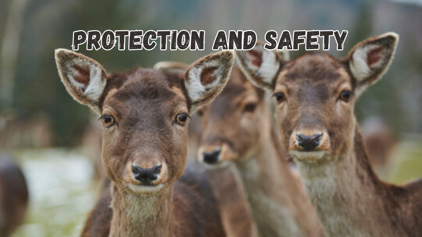 Protection and Safety