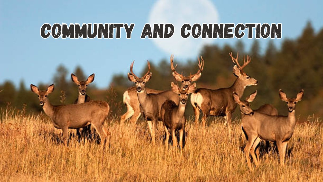 Community and Connection