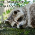 The Spiritual Significance of a Dead Raccoon: The Masked Messenger