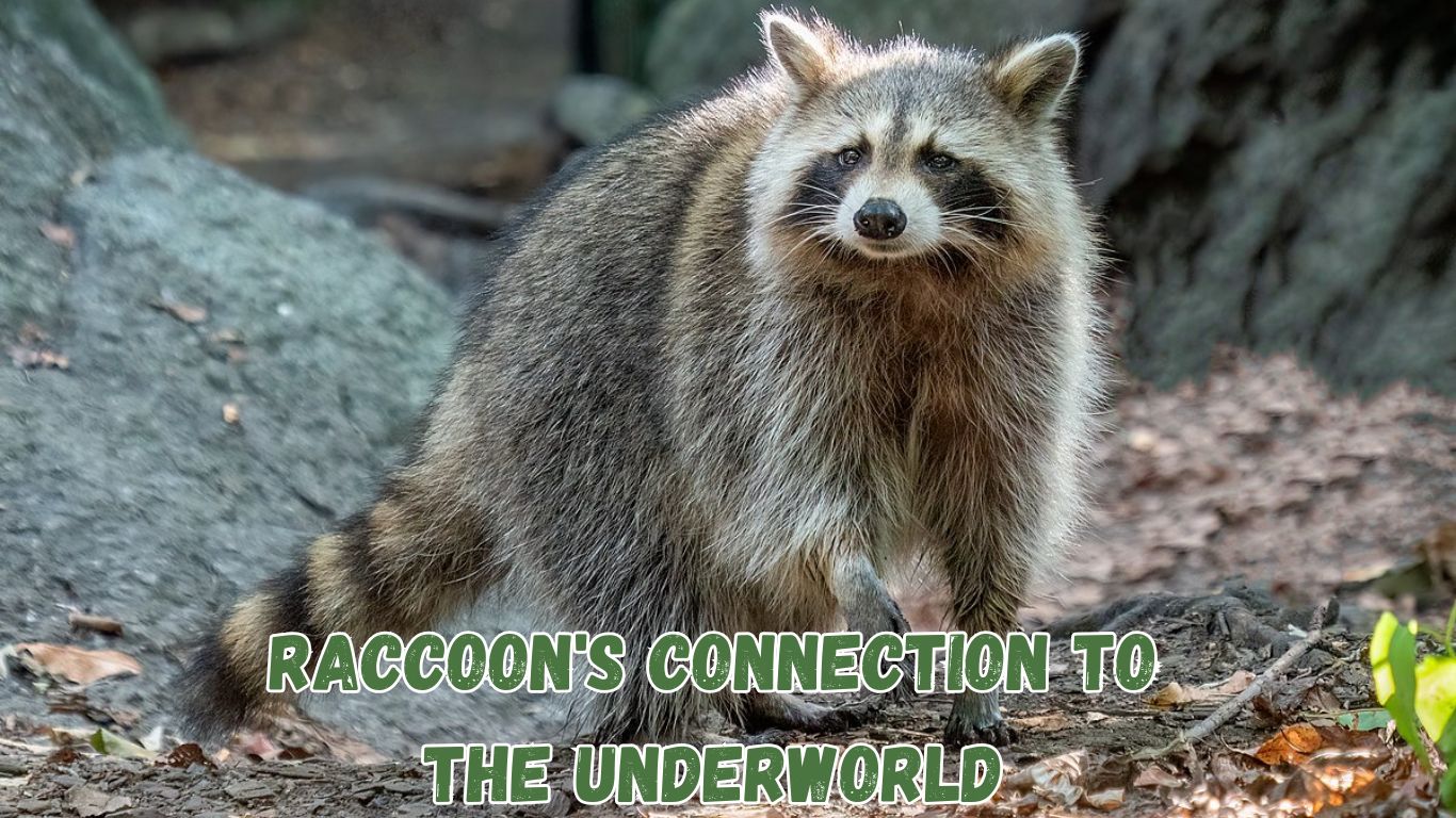 Raccoon's Connection to the Underworld