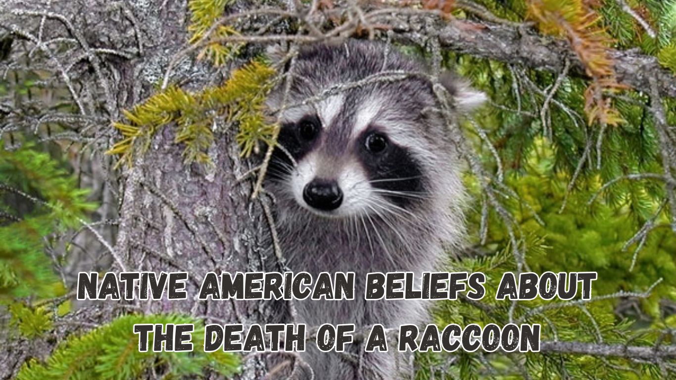 Native American Beliefs About the Death of a Raccoon