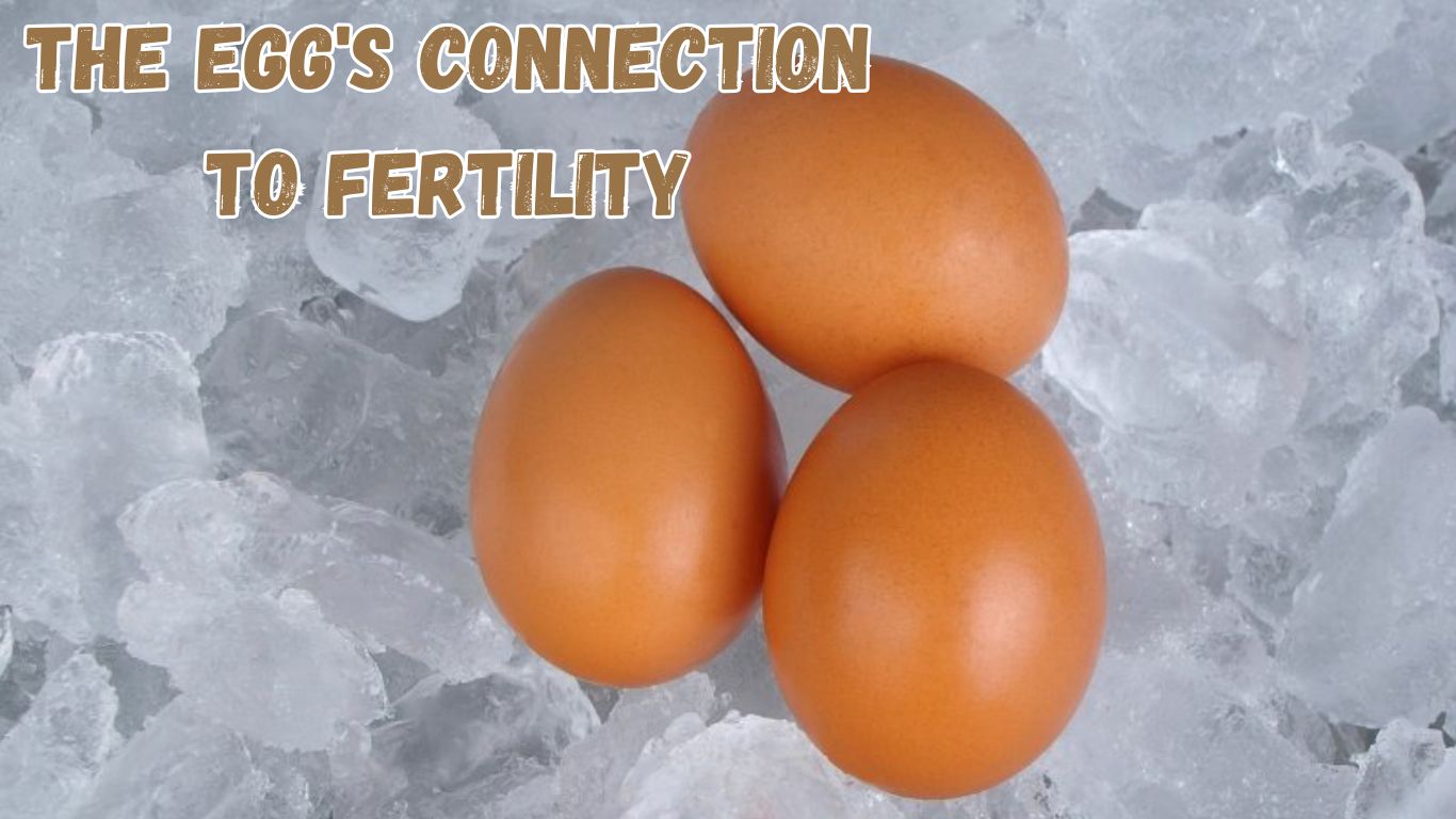 The Egg's Connection to Fertility