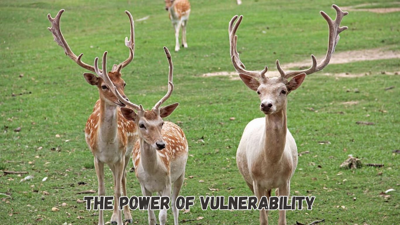 The Power of Vulnerability