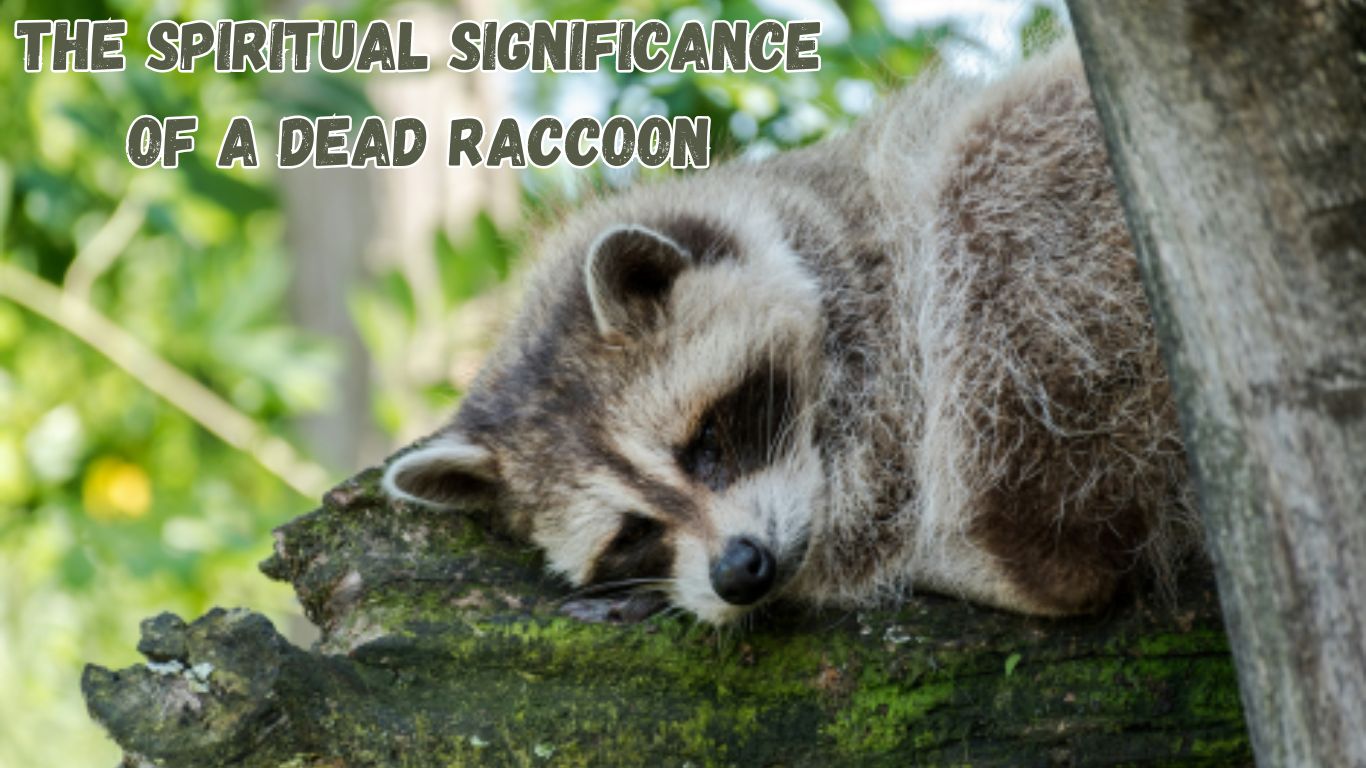 The Spiritual Significance of a Dead Raccoon: The Masked Messenger